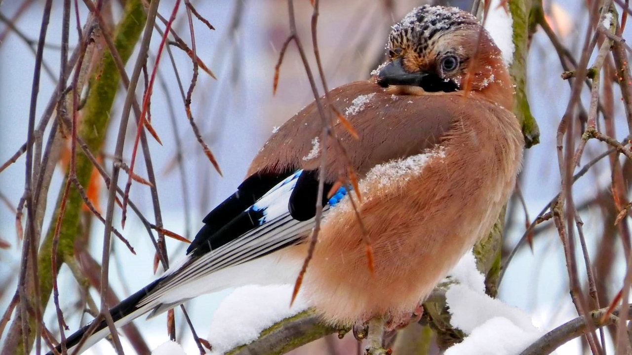 Ihre schönsten Fotos von tierischen Wintergästen