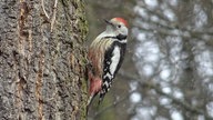 Ihre schönsten Fotos von tierischen Wintergästen