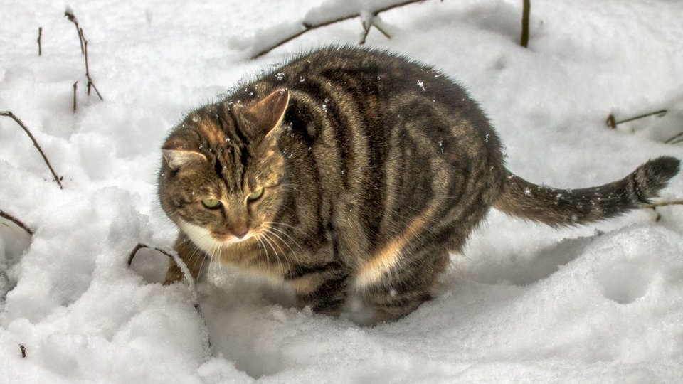 Ihre schönsten Fotos von tierischen Wintergästen