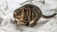 Ihre schönsten Fotos von tierischen Wintergästen