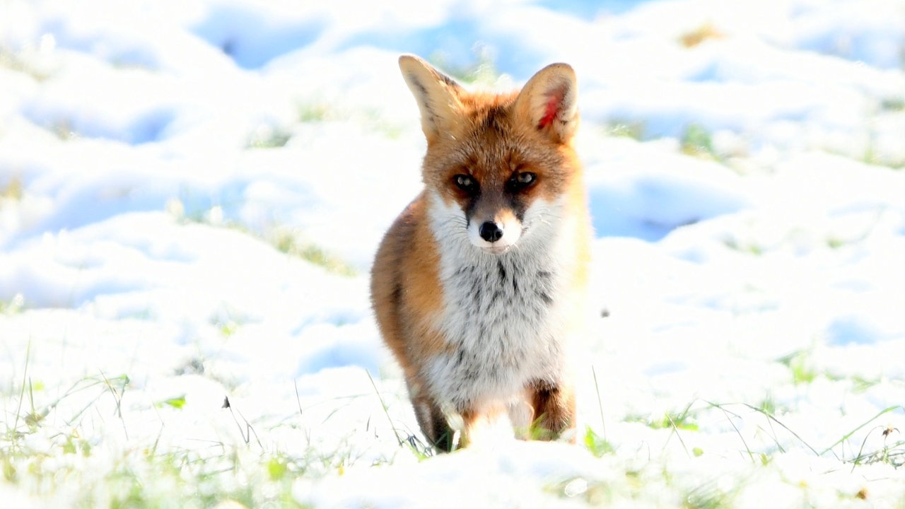 Ihre schönsten Fotos von tierischen Wintergästen