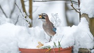 Ihre schönsten Fotos von tierischen Wintergästen