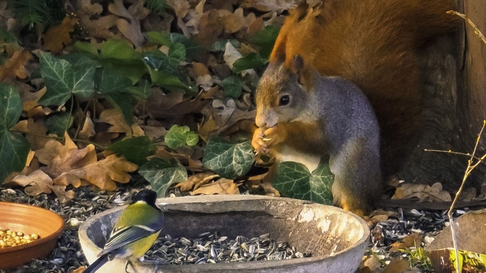Ihre schönsten Fotos von tierischen Wintergästen