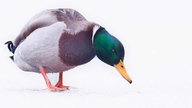 Ihre schönsten Fotos von tierischen Wintergästen