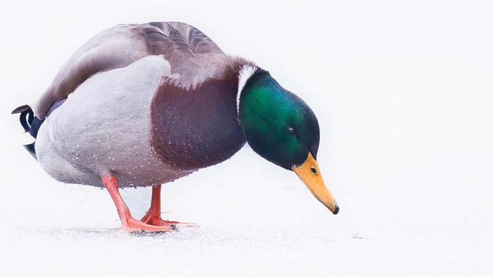 Ihre schönsten Fotos von tierischen Wintergästen