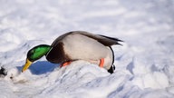 Ihre schönsten Fotos von tierischen Wintergästen