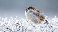 Ihre schönsten Fotos von tierischen Wintergästen