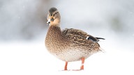Ihre schönsten Fotos von tierischen Wintergästen