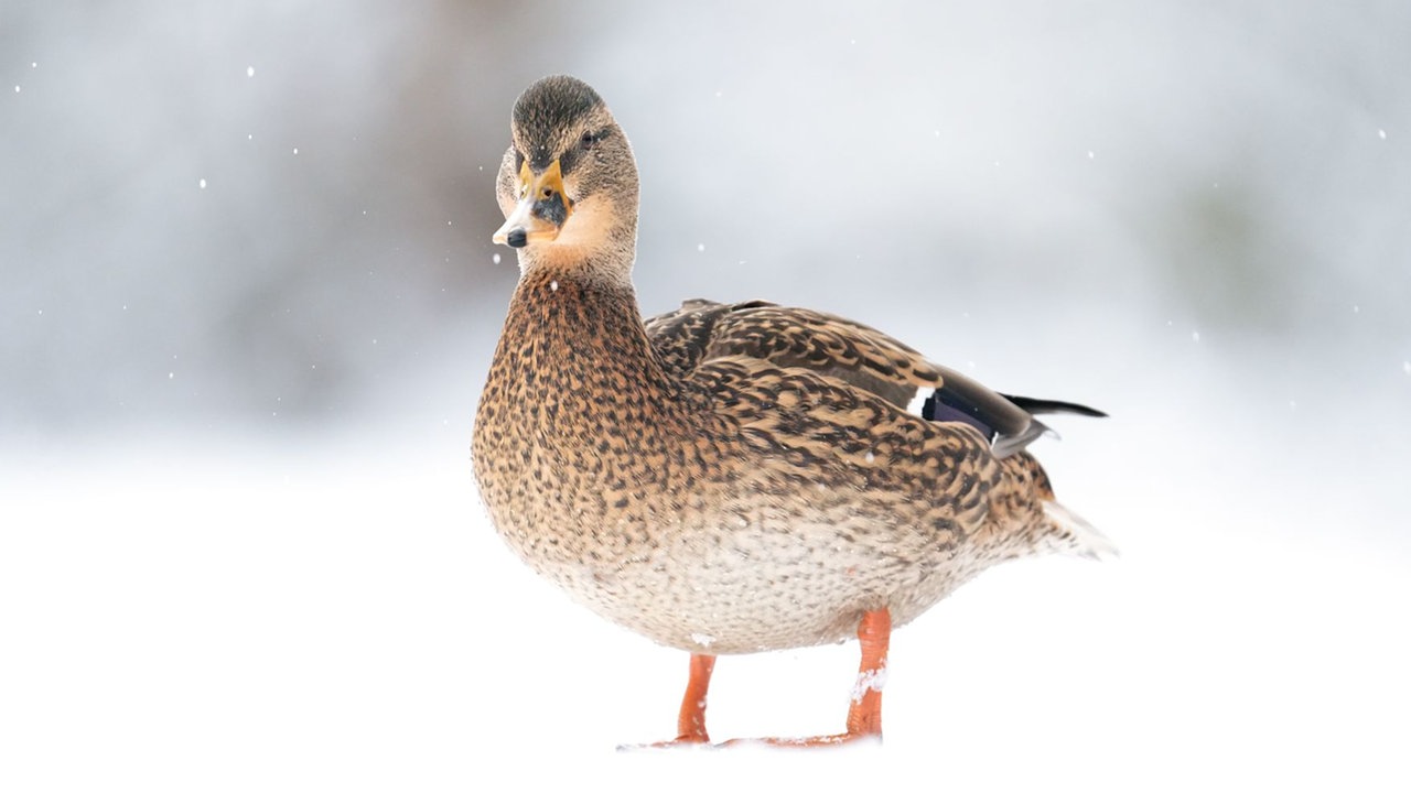 Ihre schönsten Fotos von tierischen Wintergästen