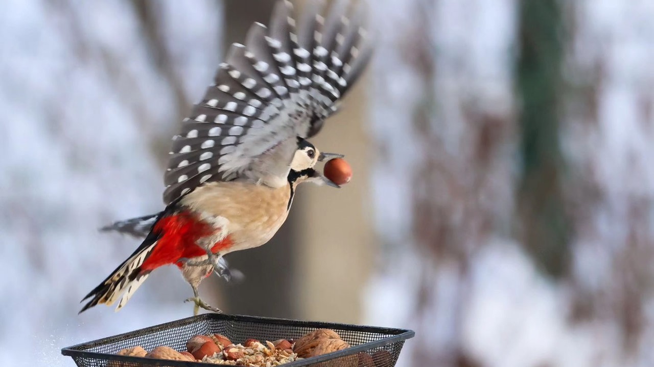 Ihre schönsten Fotos von tierischen Wintergästen