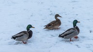 Ihre schönsten Fotos von tierischen Wintergästen