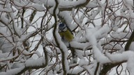 Ihre schönsten Fotos von tierischen Wintergästen