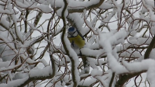 Ihre schönsten Fotos von tierischen Wintergästen