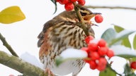 Ihre schönsten Fotos von tierischen Wintergästen