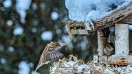 Ihre schönsten Fotos von tierischen Wintergästen