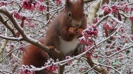 Ihre schönsten Fotos von tierischen Wintergästen