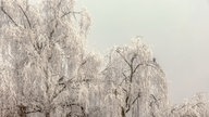 Frostbilder