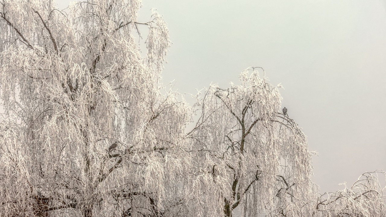Frostbilder