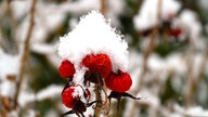 Frostbilder