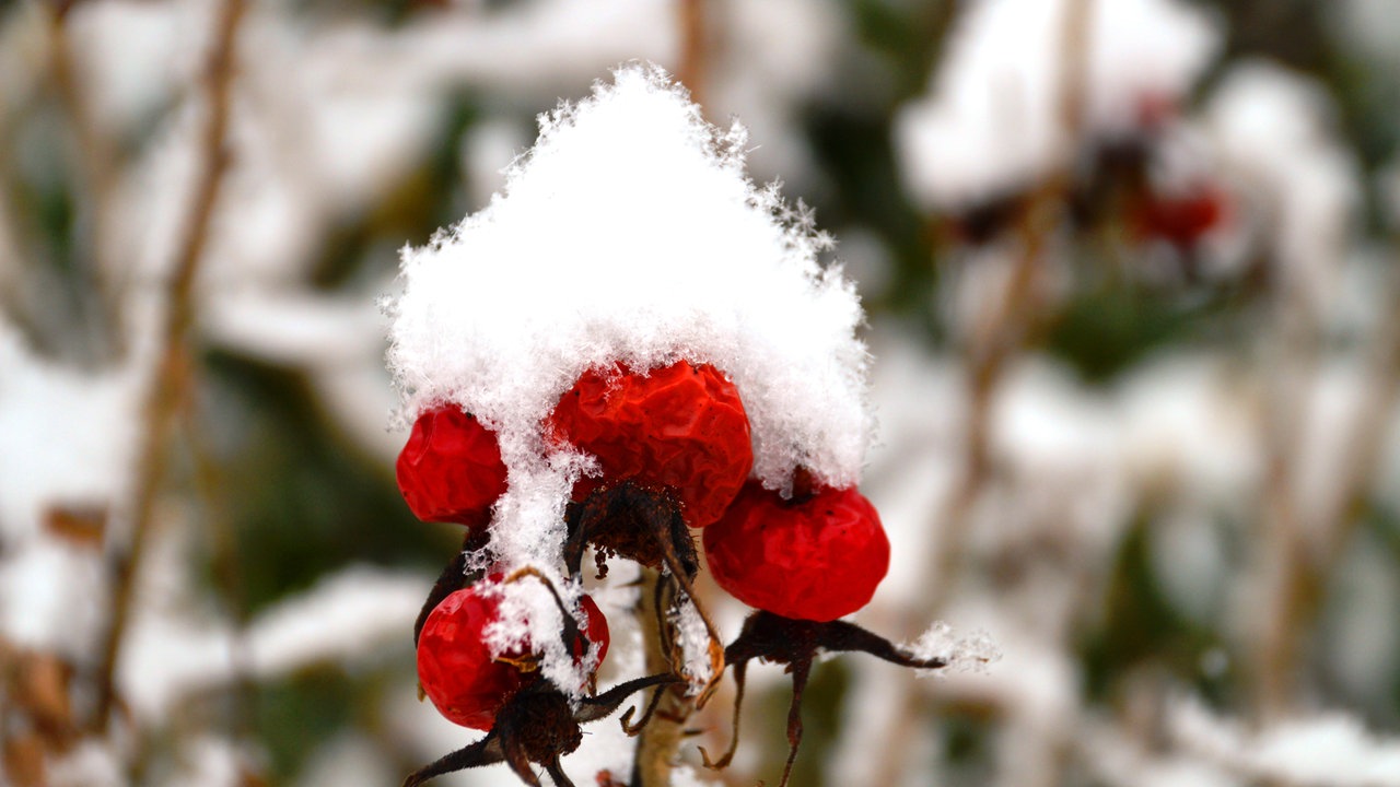 Frostbilder