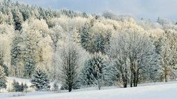 Frostbilder
