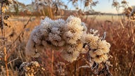 Frostbilder