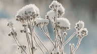 Frostbilder