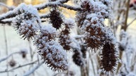 Frostbilder