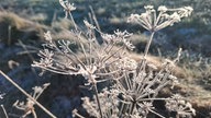 Frostbilder