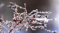 Frostbilder