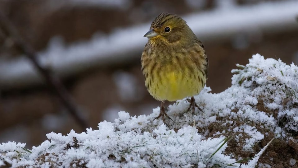 Frostbilder