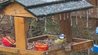 Frostbilder