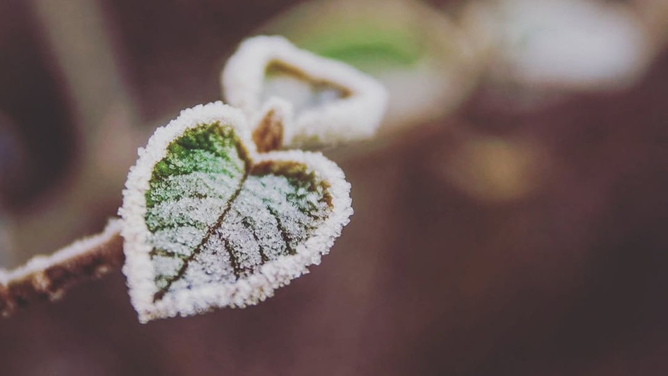 Frostbilder