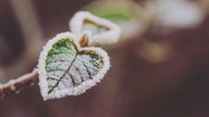 Frostbilder