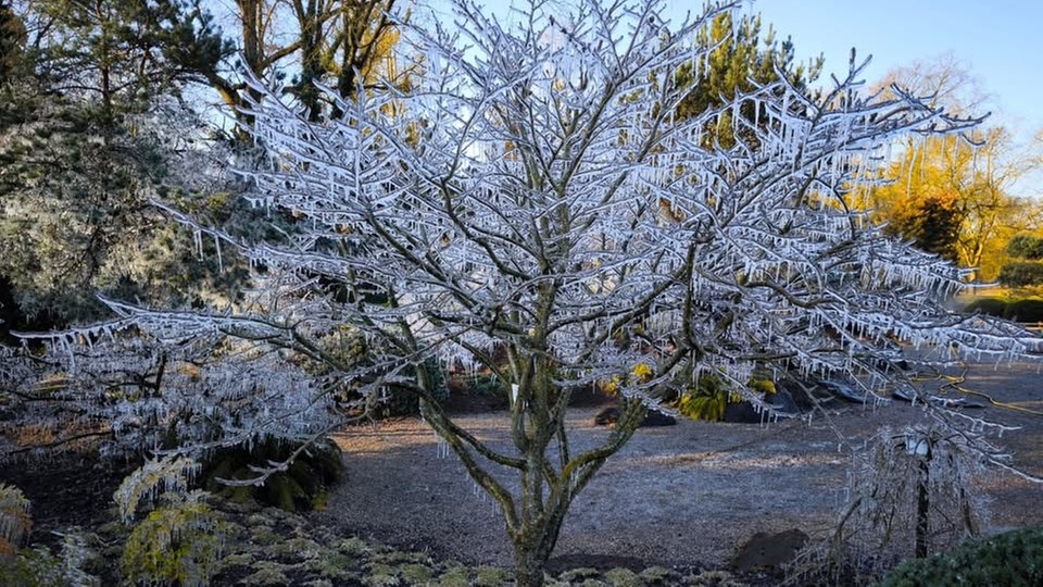 Frostbilder