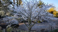 Frostbilder