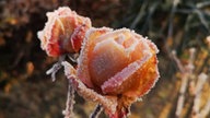 Frostbilder