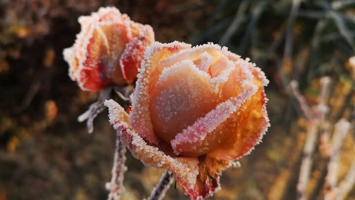 Frostbilder