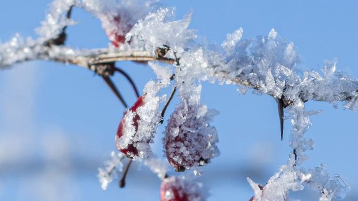 Frostbilder