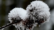 Frostbilder