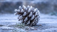 Frostbilder