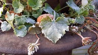 Frostbilder