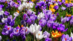 Schönsten Frühblüher 