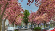 Frühlingsboten