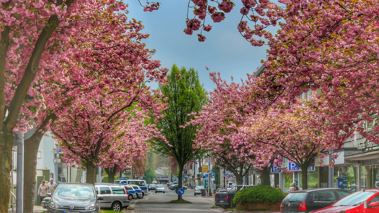 Frühlingsboten