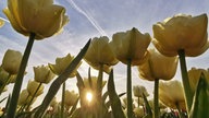 Ihre schönsten Frühlingsboten