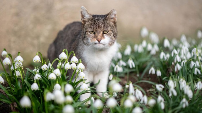 Ihre schönsten Frühlingsboten