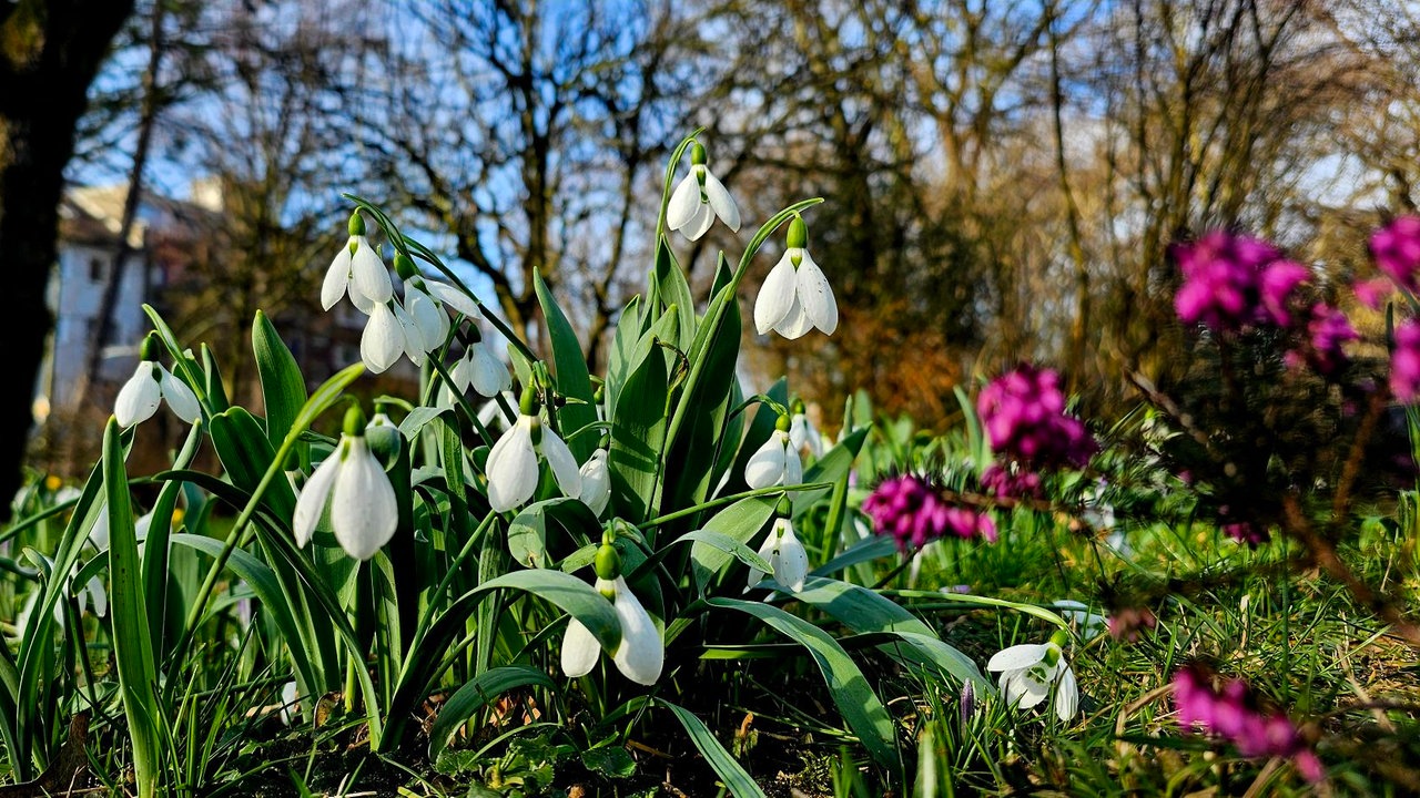 Ihre schönsten Frühlingsboten