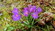 Ihre schönsten Frühlingsboten