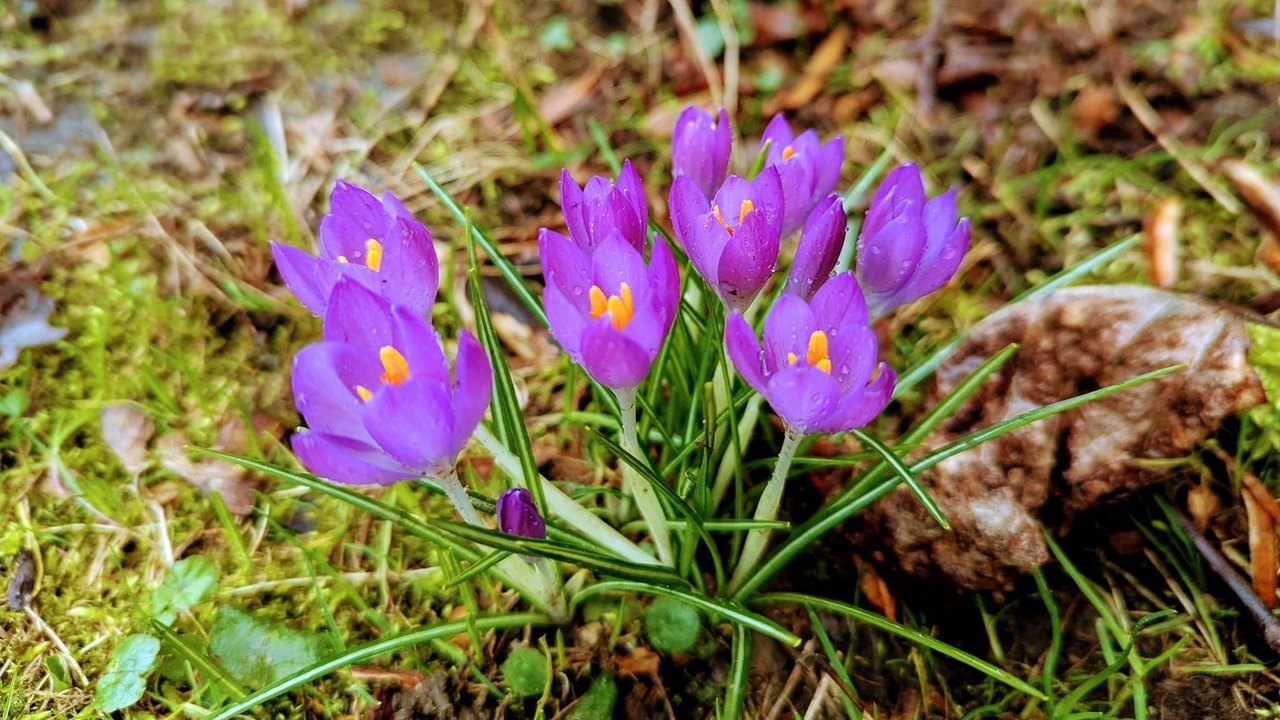 Ihre schönsten Frühlingsboten